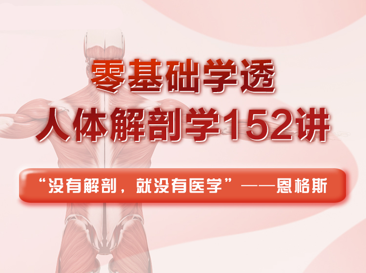 零基础学透人体解剖学152讲